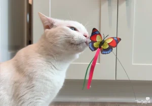 The Best Cat Butterfly Toy:Your Ultimate Info Guide