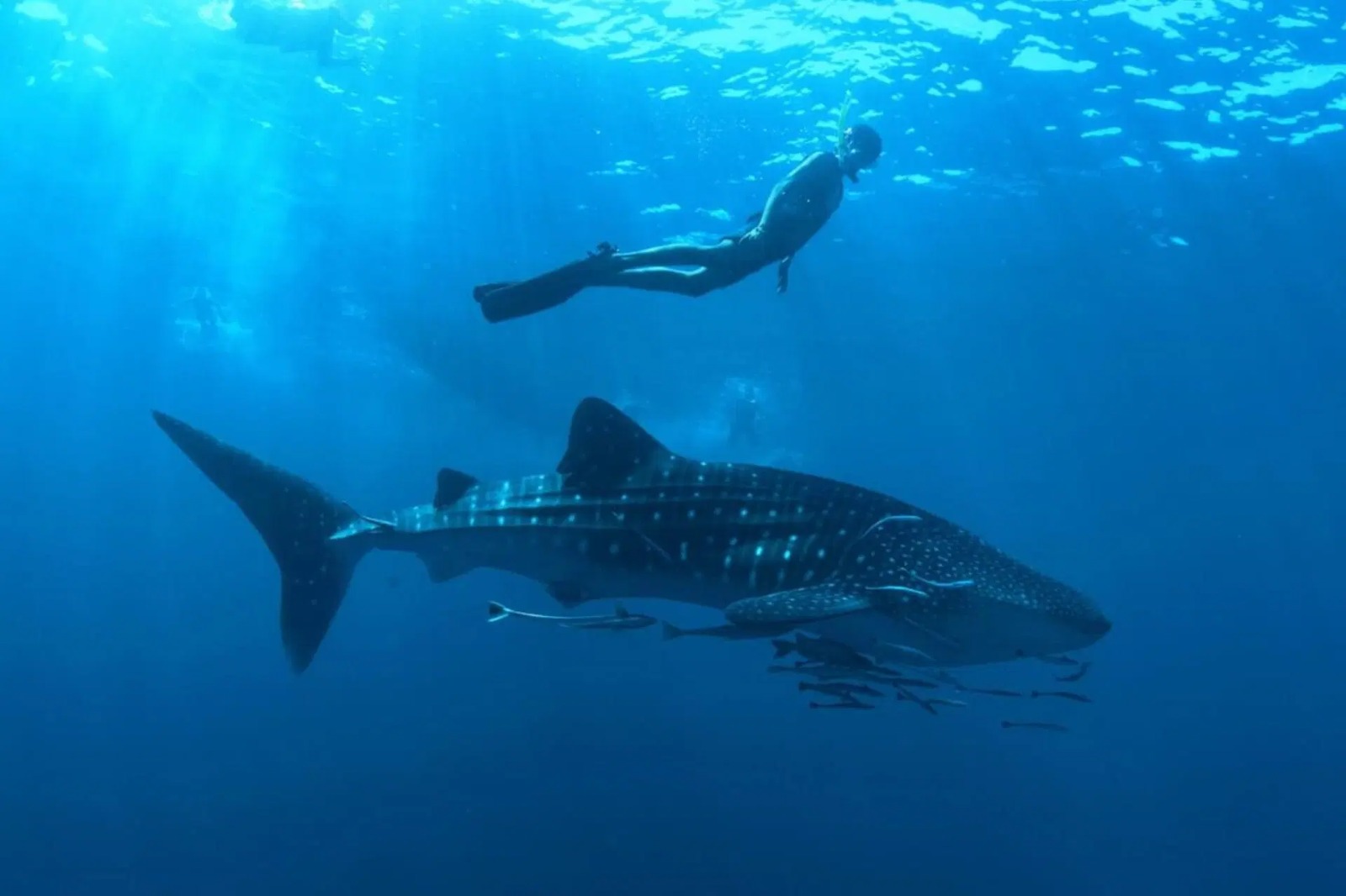 Diving with Whale Sharks