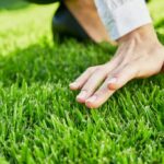 Growing Australian Grass: A Guide for Lush Lawns