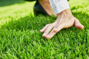 Growing Australian Grass: A Guide for Lush Lawns